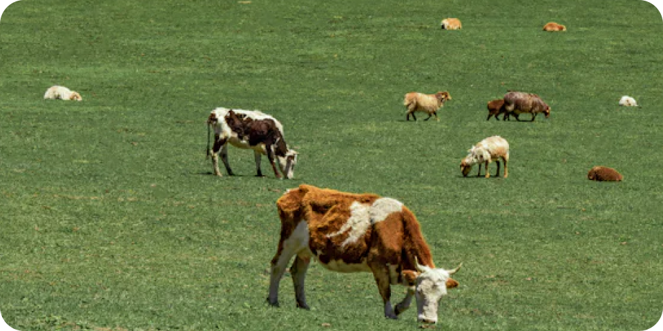 Esquema del proceso de vacantes y metodo de ejecucion